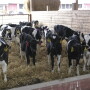 Weaning is a highly stressful time for calves, and placing them in a comfortable environment is key to helping them make the transition to healthy, growing, fully functional ruminants.