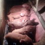 Duroc sow and piglets