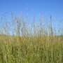bigbluestem.jpg