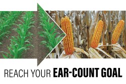 Take these 5 steps to hit new highs in corn yields.
