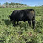 Grazing lush regrowth