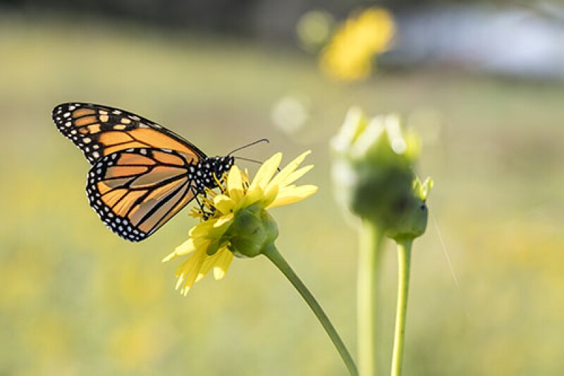 Monarch