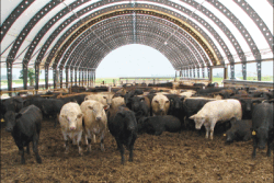 Feeder_Cattle_Hoop_Building