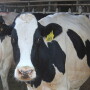 Holstein