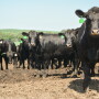 Beef quality has improved dramatically 