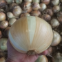 Hand holding yellow onion over bin of onions