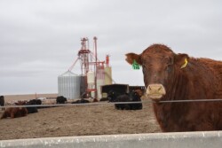 BT_Feedlot_Cattle_Feed_Mill