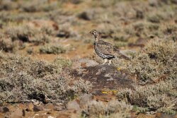 Bi-state sage grouse
