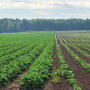 A squash harvest at Torrey Farms.