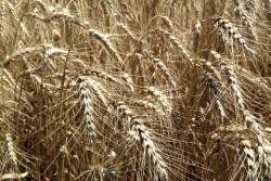 wheat