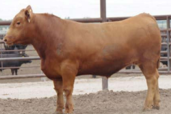 Champion Steer, Average Daily Gain in the 2020 American Gelbvieh Foundation Steer Challenge Contest