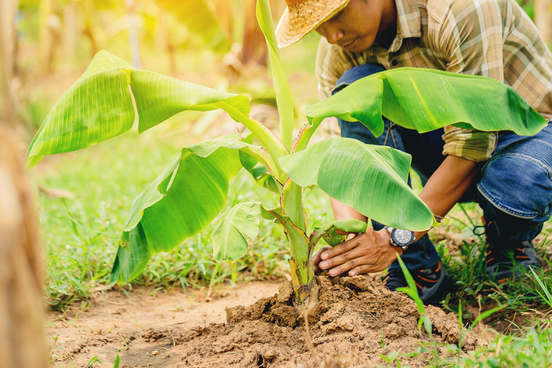 Man planting banana tree, worker