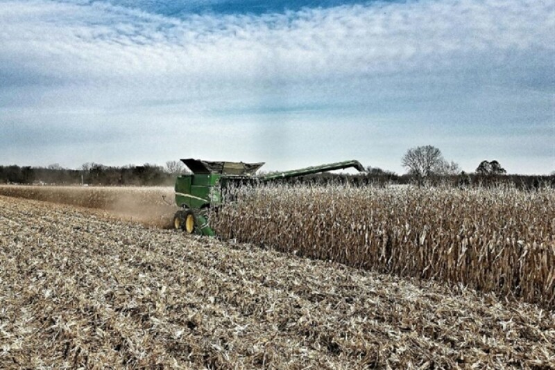 Corn Harvest, Jackson County, Iowa