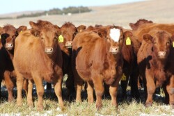 When choosing replacement heifers for the cowherd, there are several considerations to keep in mind. 