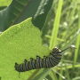 Monarch caterpillar on milkweed leaf