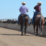 BT_Feedlot_Cowboys
