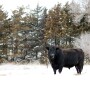 bull - hannah smith.jpg
