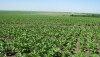sugarbeet field