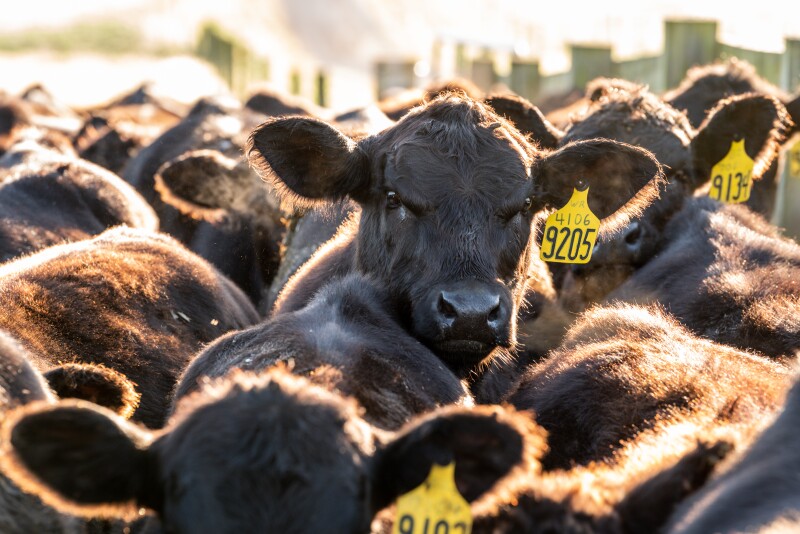 Angus calves