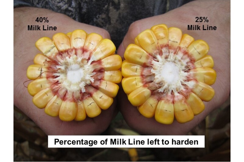 corn milk line