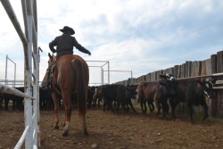 BT_Cowboy_Counting_Cattle