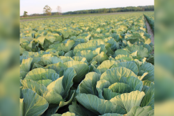 cabbage field