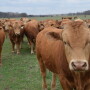 Akaushi_Cattle