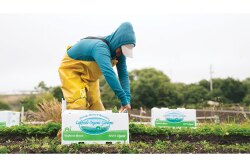 Lakeside Organic Gardens switched to packing its vegetables in plastic cartons made out of recycled material, which can be recycled yet again.