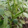 Guar_AdobeStock