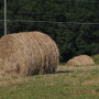 CRP_hay
