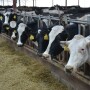 BT_Dairy_Cows_Free_Stall