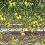 Calavo-romas.jpg