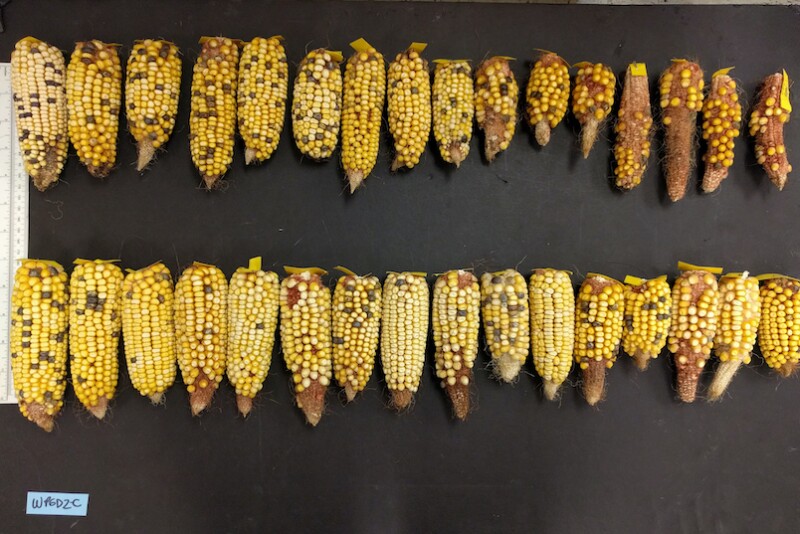 Heat Resistant Corn