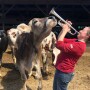 New England dairy farmer