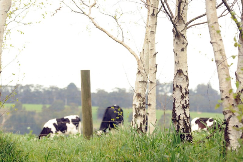 Fonterra_cows_in_field_-_Copy