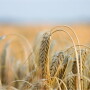 The benchmark CBOT September soft red winter wheat contract settled down 11 cents at $7.63-3/4 a bushel. The most-active contract posted its fourth straight losing sessions, bottoming out at $7.52, its lowest on a continuous basis since Feb. 4.
