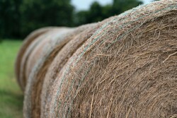 Hay bales
