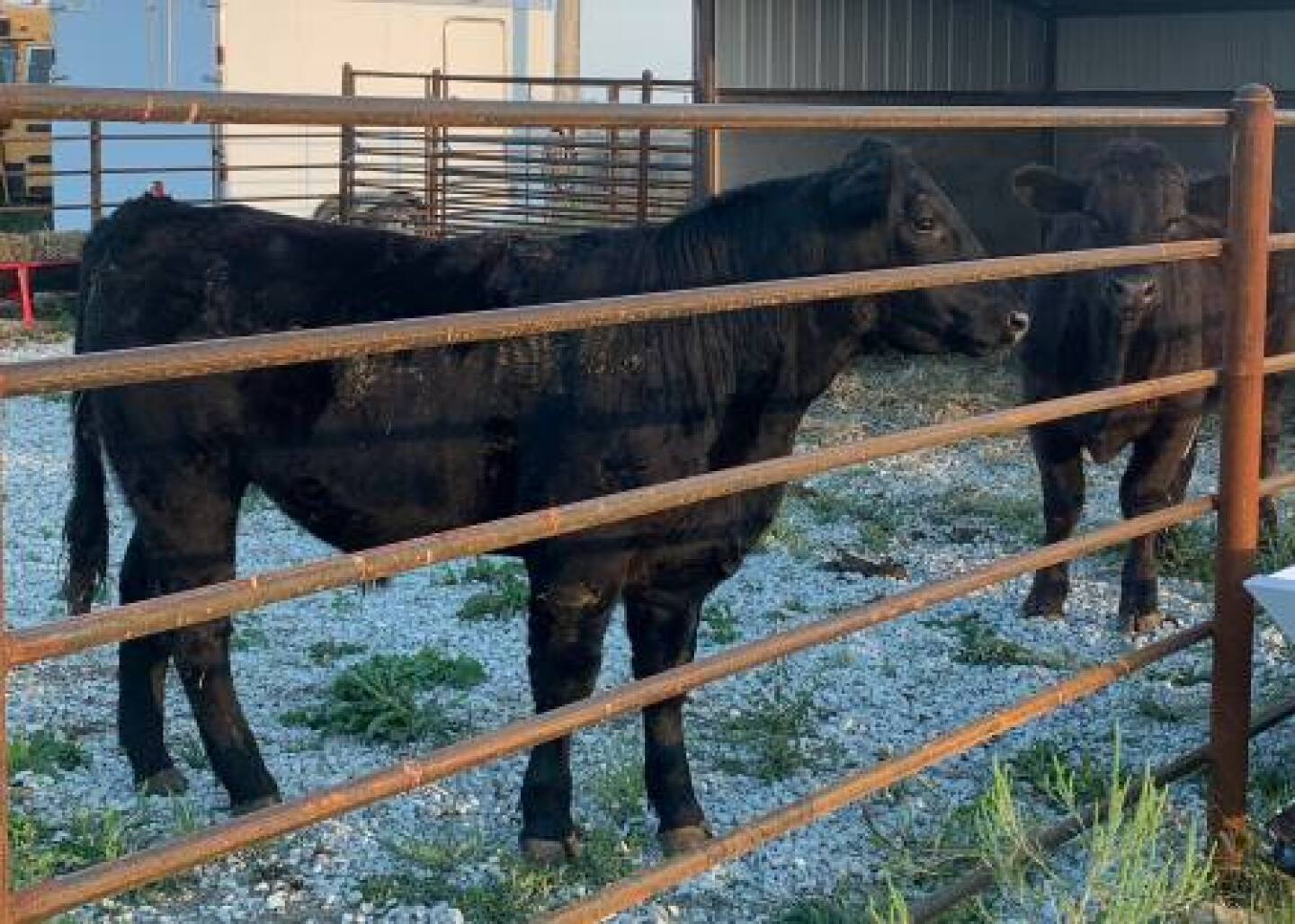 Steers%20Small.jpg