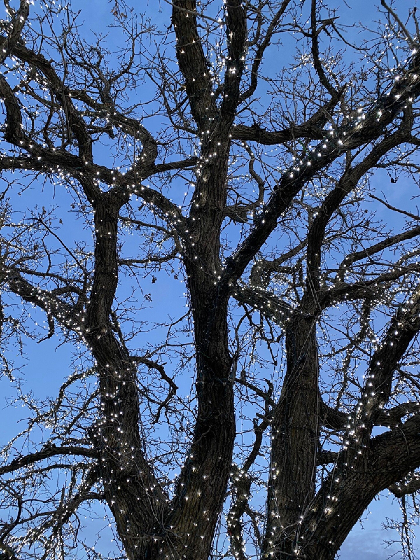 MN%20Tree%201.jpg
