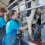 DeLaval milking procedures.png