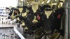 DT_Dairy_Cows