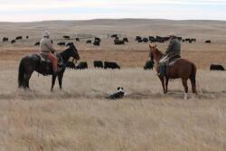 BIF announces Guidelines for Uniform Beef Improvement Programs