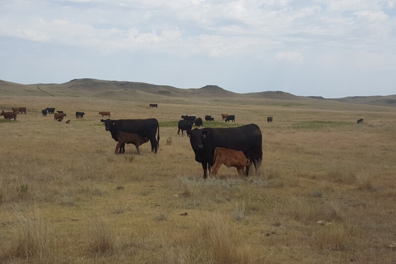 NDSU Cows