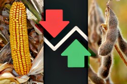 Corn Market Down, Soybeans Up