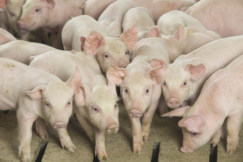 USDA Releases Its Quarterly Hogs and Pigs Report.

