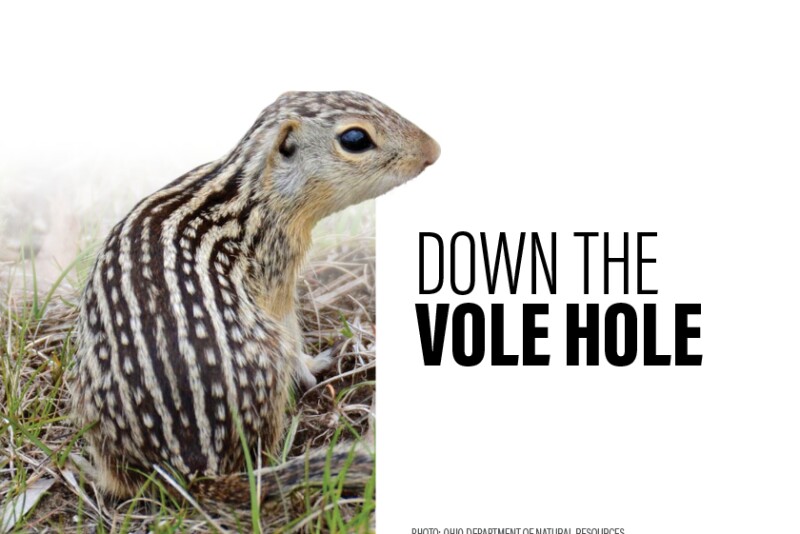 Down the Vole Hole