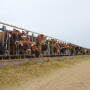 DT_Dairy_Forage_Feed