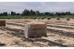 The 2020 garlic harvest started June 10 at Christopher Ranch, says Ken Christopher, executive vice president. The company has added shifts to increase production capacity, packing up to 1 million pounds of fresh garlic every week to ship to grocery stores and distribution centers across the country.