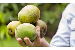 mango_hand_01-min.jpg