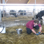 Heifer calving.